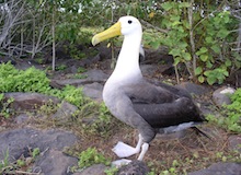 isla espanola galapagos