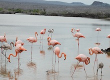 isla floreana galapagos