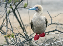 isla genovesa galapagos