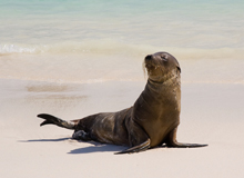 playa las bachas galapagos