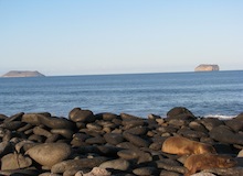 isla seymour northe galapagos