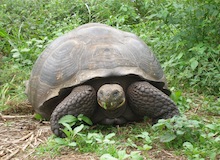 isla santa cruz galapagos