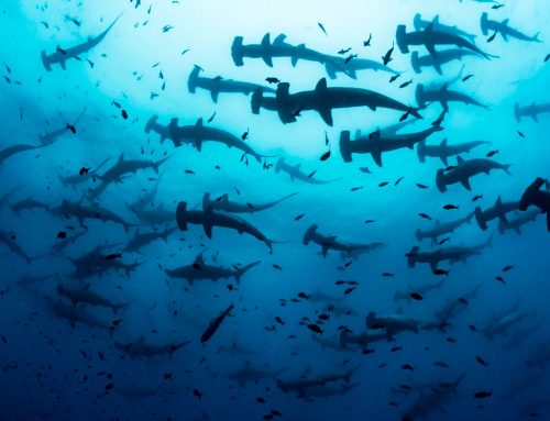 Galapagos Diving