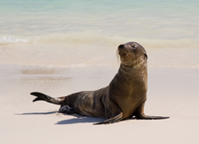 sea-lion
